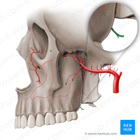 Arteria palatina menor (Arteria palatina minor); Imagen: Paul Kim