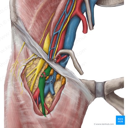 Arteria femoralis (Oberschenkelarterie); Bild: Hannah Ely