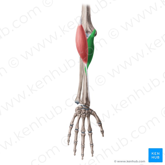 Musculus pronator teres (Runder Einwärtsdreher); Bild: Yousun Koh