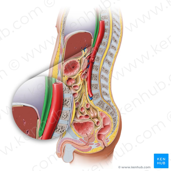 Esophagus (Oesophagus); Image: Paul Kim