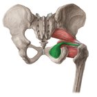 Obturator internus muscle