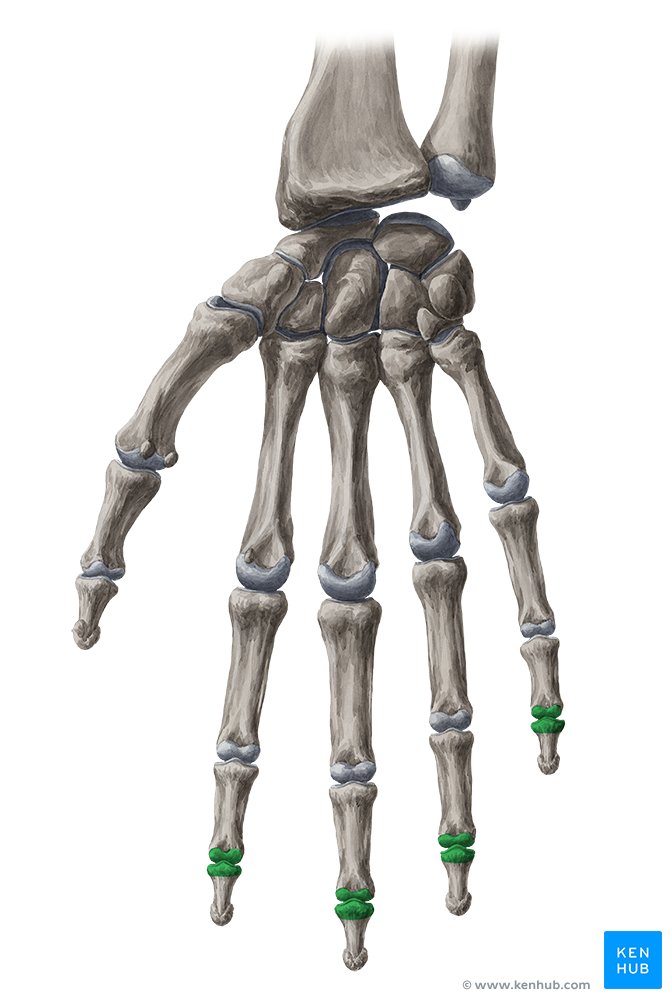 Distal interphalangeal joints 2-5 - anterior view