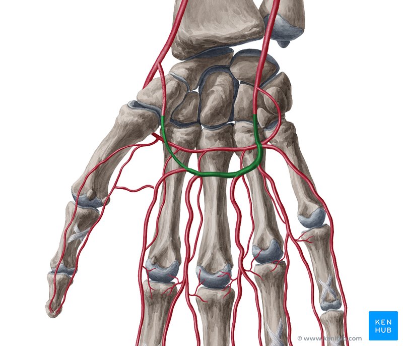 Superficial palmar arch (Arcus palmaris superficialis)