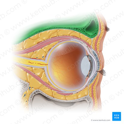 Techo de la órbita (Paries superior orbitae); Imagen: Paul Kim