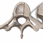 Costovertebral and costotransverse joints