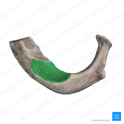 Surco de la arteria subclavia de la 1ª costilla (Sulcus arteriae subclaviae costae 1); Imagen: Begoña Rodriguez