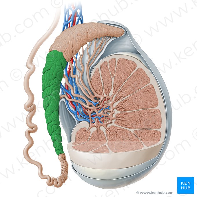 Cuerpo del epidídimo (Corpus epididymidis); Imagen: Paul Kim