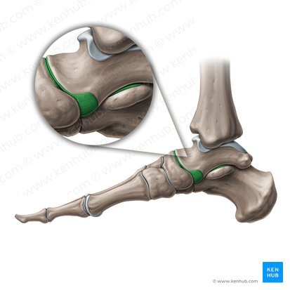 Articulatio talocalcaneonavicularis (Vorderes unteres Sprunggelenk); Bild: Paul Kim
