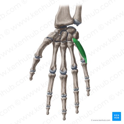 Músculo flexor curto do dedo mínimo da mão (Musculus flexor digiti minimi brevis manus); Imagem: Yousun Koh