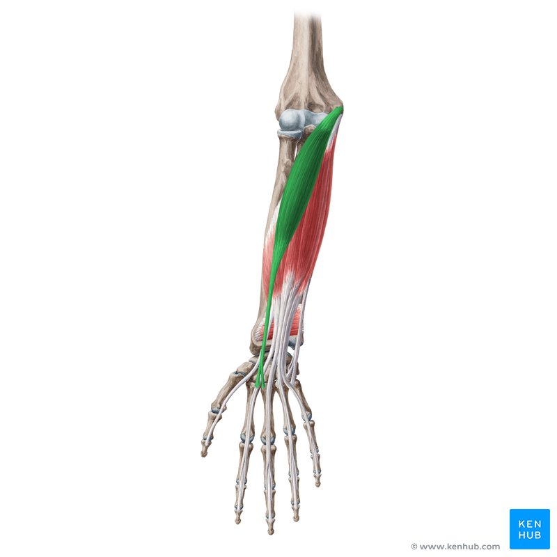 Flexor carpi radialis muscle (Musculus flexor carpi radialis)