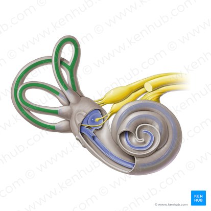 Semicircular ducts (Ductus semicirculares); Image: Paul Kim