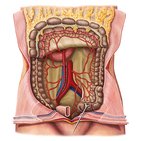 Artérias do intestino grosso