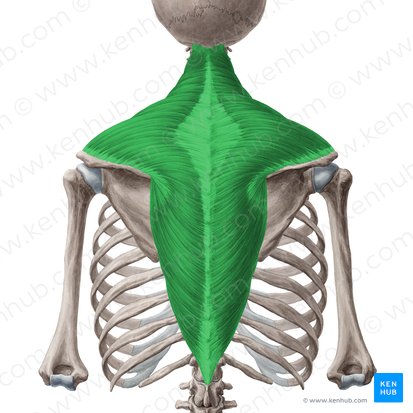 Músculo trapézio (Musculus trapezius); Imagem: Yousun Koh