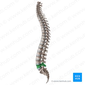 Vertebral Column: Anatomy, vertebrae, joints & ligaments | Kenhub