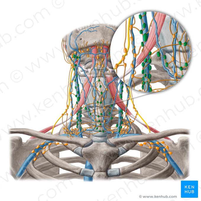 Ganglios linfáticos cervicales profundos (Nodi lymphoidei cervicales profundi); Imagen: Yousun Koh