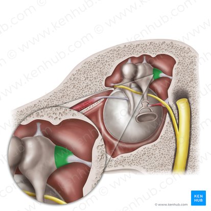 Short limb of incus (Crus breve incudis); Image: Mao Miyamoto