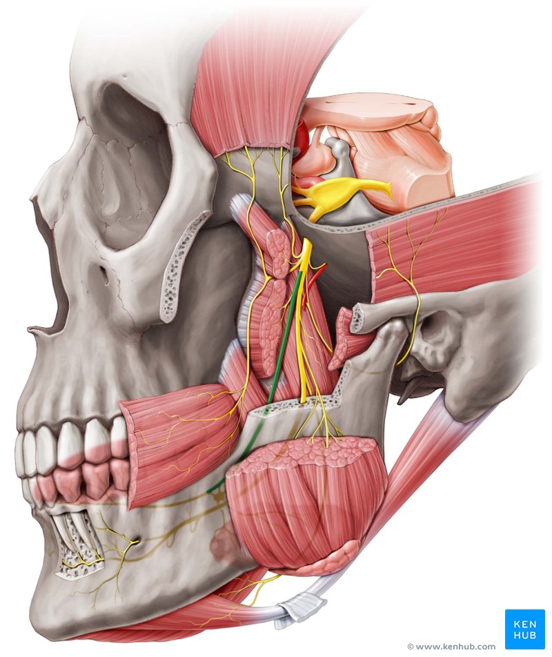 Lingual nerve - lateral-left view