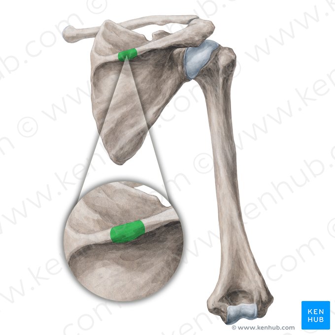 Tubérculo deltoide da escápula (Tuberculum deltoideum scapulae); Imagem: Yousun Koh