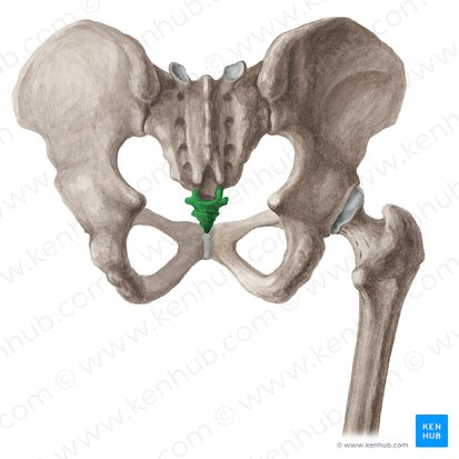 Coccyx (Os coccygis); Image: Liene Znotina