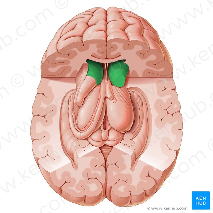 Cabeza del núcleo caudado (Caput nuclei caudati); Imagen: Paul Kim