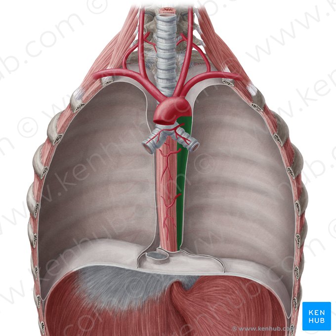 Aorta thoracica descendens (Absteigende Brustaorta); Bild: Yousun Koh