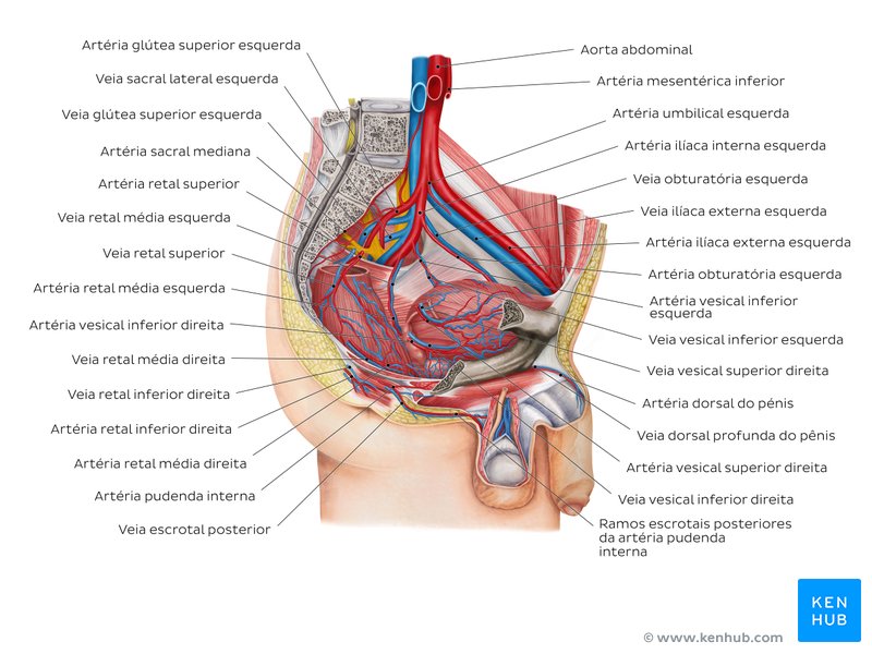 Vasos sanguíneos da pelve e do períneo masculinos - um diagrama