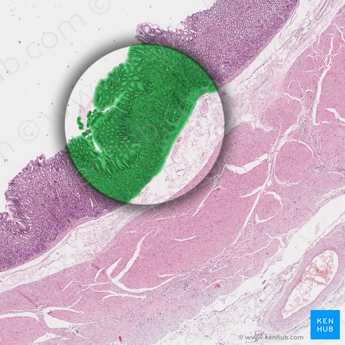 Membrana mucosa (Tunica mucosa); Imagen: 