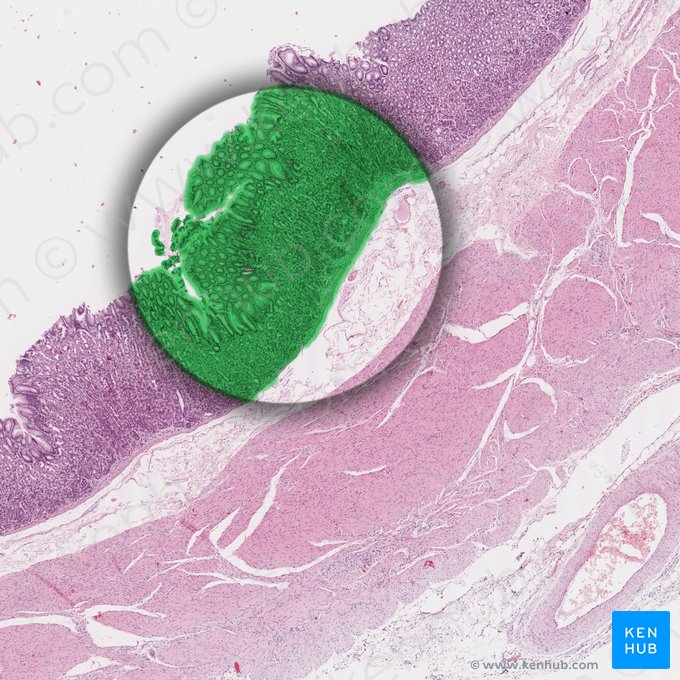Tunica mucosa (Schleimhaut); Bild: 