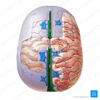 Seio sagital superior (Sinus sagittalis superior); Imagem: Paul Kim