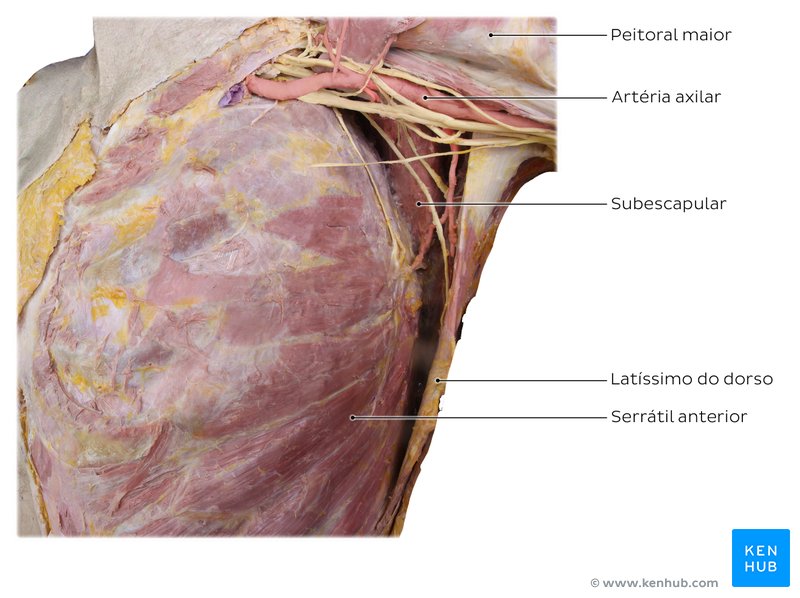 Músculo serrátil anterior em um cadáver humano