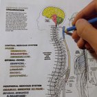 Cuadernos de anatomía para colorear: Cómo usarlos y PDF gratis