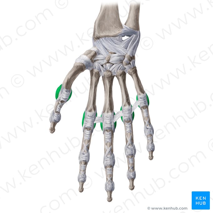 Ligamentos metacarpofalângicos colaterais (Ligamenta metacarpophalangea collateralia); Imagem: Yousun Koh