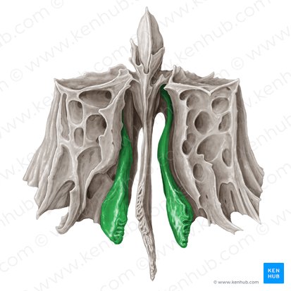 Middle nasal concha of ethmoid bone (Concha media nasi ossis ethmoidalis); Image: Samantha Zimmerman