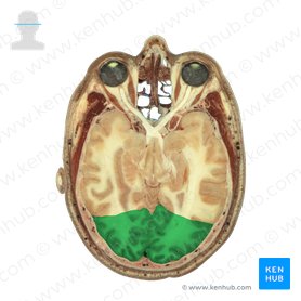 Lobus occipitalis (Hinterhauptlappen); Bild: National Library of Medicine