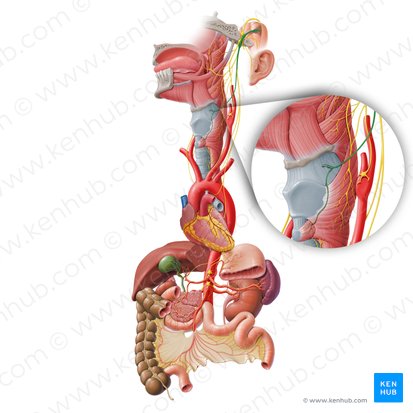 Nerf laryngé supérieur (Nervus laryngeus superior); Image : Paul Kim