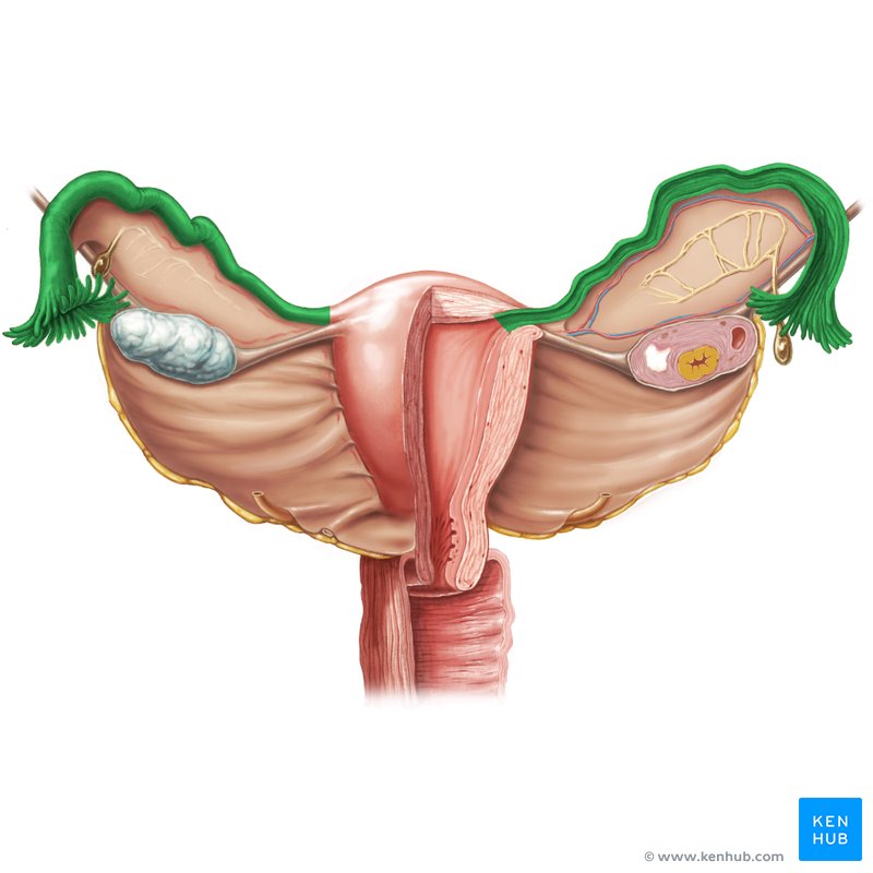 Trompas de Falopio, tambíen conocidas como tubas uterinas u oviductos.