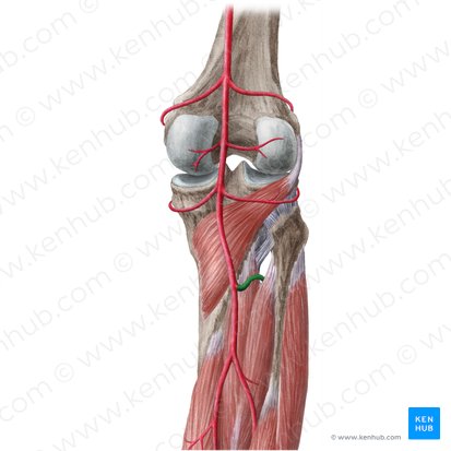 Anterior tibial artery (Arteria tibialis anterior); Image: Liene Znotina