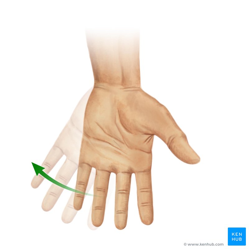 Adução (desvio ulnar) da mão