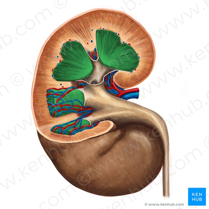 Medulla renis (Nierenmark); Bild: Irina Münstermann