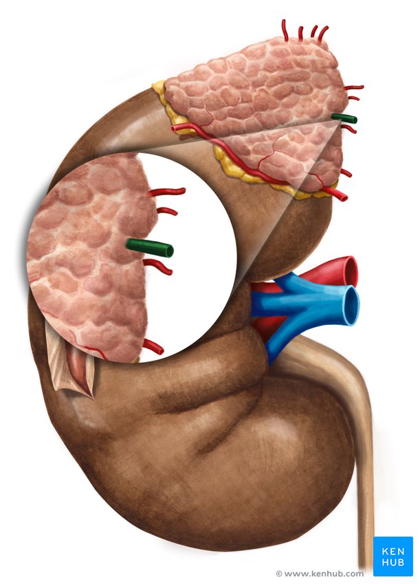 Suprarenal vein - ventral view