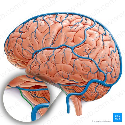 Inferior petrosal sinus (Sinus petrosus inferior); Image: Paul Kim