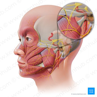 Internal carotid plexus (Plexus caroticus internus); Image: Paul Kim