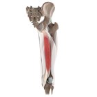 Semitendinosus muscle (3D)