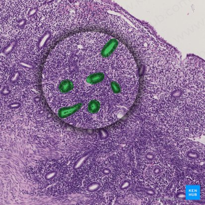 Glândulas endometriais (Glandulae endometrii); Imagem: 
