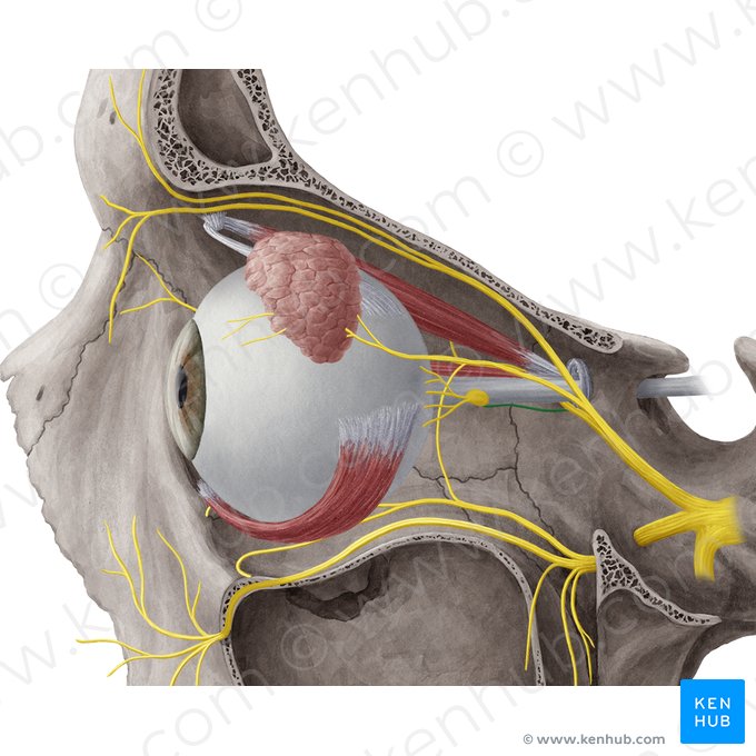 Ramus ganglionicus ciliaris nervi nasociliaris (Ziliarganglionast des Nasen-Oberlid-Nervs); Bild: Yousun Koh