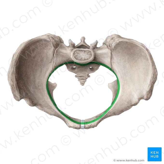 Pelvic inlet (Apertura superior pelvis); Image: Liene Znotina