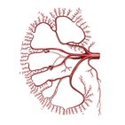 What is an artery?