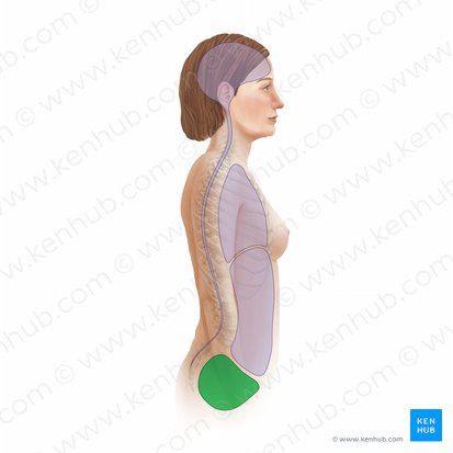 Pelvis and Perineum: Anatomy, vessels, nerves