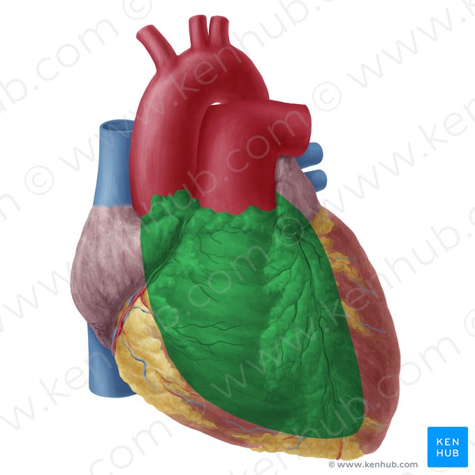 Superfície anterior do coração (Facies anterior cordis); Imagem: Yousun Koh
