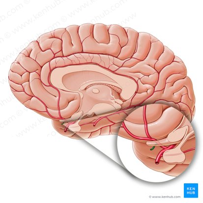 Anterior communicating artery (Arteria communicans anterior); Image: Paul Kim